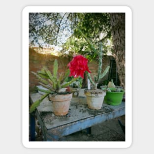 Prickly Gardening Sticker